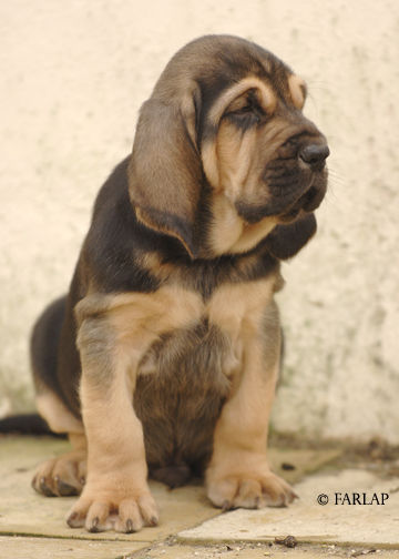 Marksbury puppy October 2006 - 5 weeks old